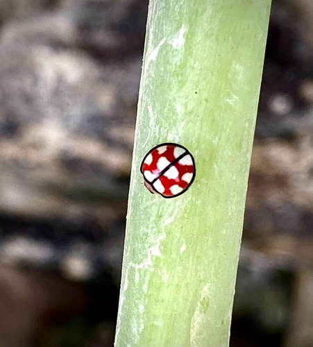 Micraspis quichauensis