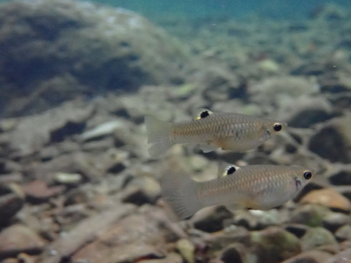 Cauca molly (Poecilia caucana) — Poeciliidae