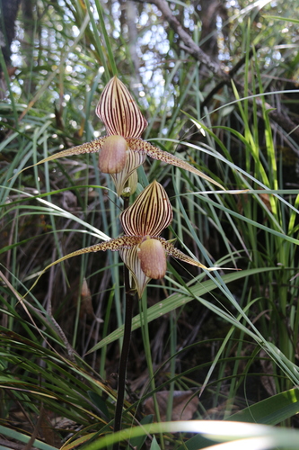 Paphiopedilum rothschildianum observed 2024-05-14