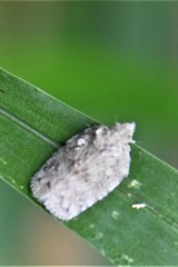 Flatoidinus punctatus