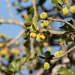 Ficus sycomorus gnaphalocarpa - Photo (c) Shirley Hitschmann,  זכויות יוצרים חלקיות (CC BY-NC), הועלה על ידי Shirley Hitschmann