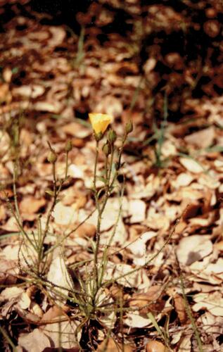 Drosophyllum lusitanicum (Drosophyllum lusitanicum)