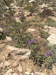 Penstemon scapoides