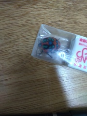 Poecilocoris druraei