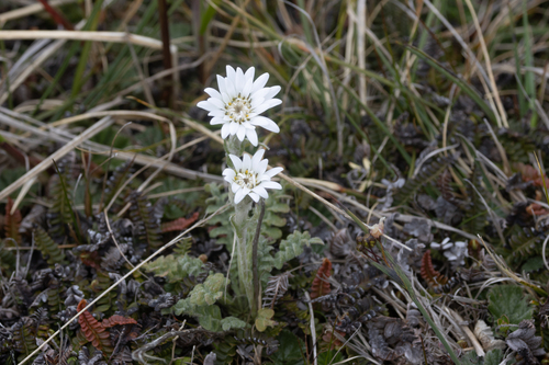 Vanilla Daisy (Leucheria suaveolens)