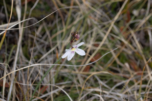 Olsynium filifolium, photograph 2