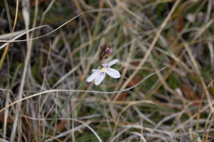 Olsynium filifolium, photograph (c) Ryan F. Mandelbaum, some rights reserved (CC BY)