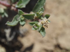 Atriplex pacifica