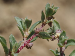 Atriplex pacifica