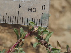 Atriplex pacifica