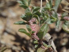Atriplex pacifica