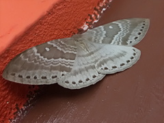 Cyclidia rectificata