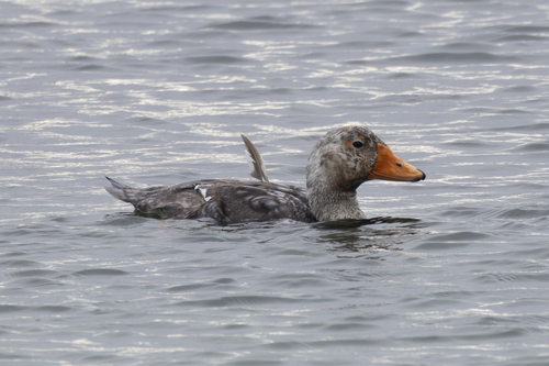 Falkland Steamerduck