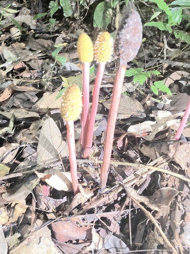 Foto de Cipó-chumbo
