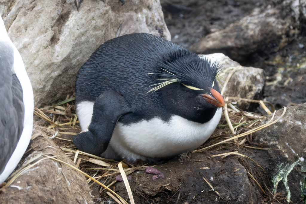 Rockhopper penguin sitting on a straw and mud nest between rocks