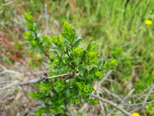 Baccharis patagonica, photograph 4
