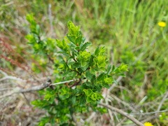 Baccharis patagonica, photograph (c) Cesar Ormazabal, some rights reserved (CC BY)