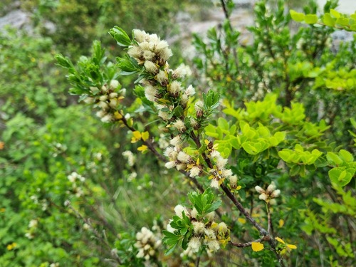 Baccharis patagonica, photograph 3