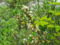 Baccharis patagonica, photograph (c) Cesar Ormazabal, some rights reserved (CC BY)