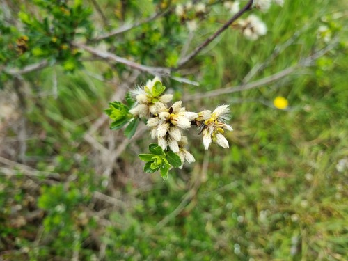 Baccharis patagonica, photograph 5