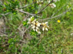 Baccharis patagonica, photograph (c) Cesar Ormazabal, some rights reserved (CC BY)