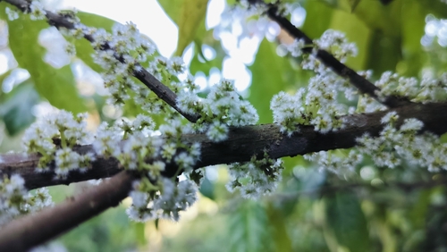 Oreocnide integrifolia observed 2025-01-26