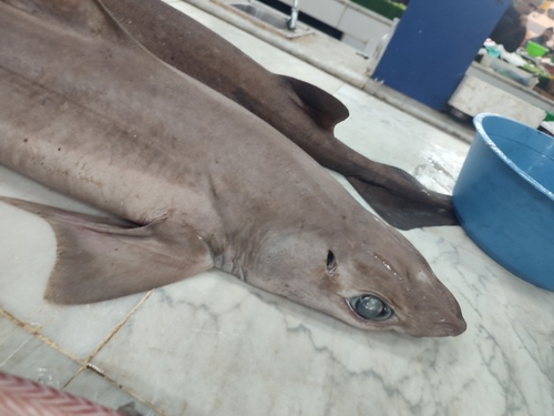 Little gulper shark (Centrophorus uyato) — Centrophoridae — 5
