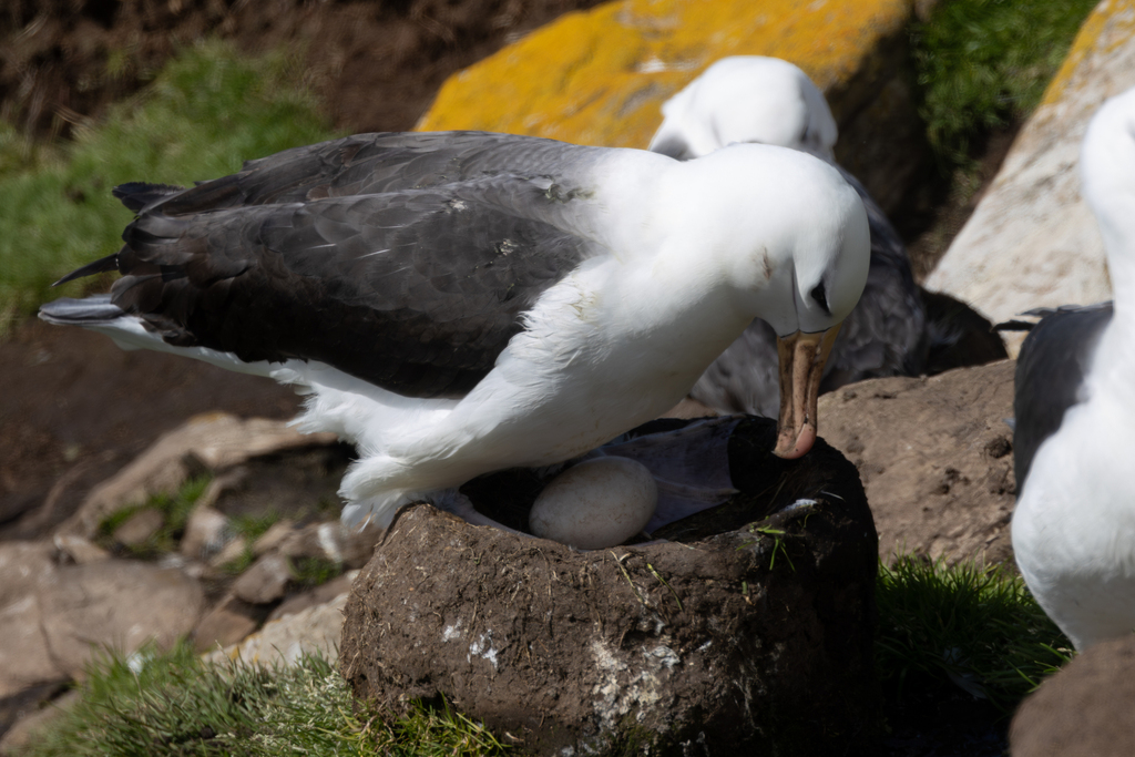 Black-browed albatross standing over a nest with an egg on a mud pedestal
