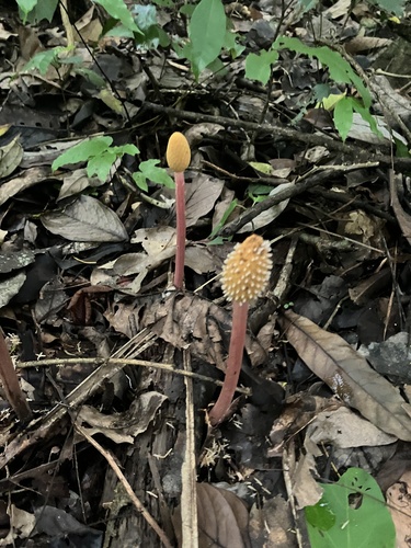 Foto de Cipó-chumbo