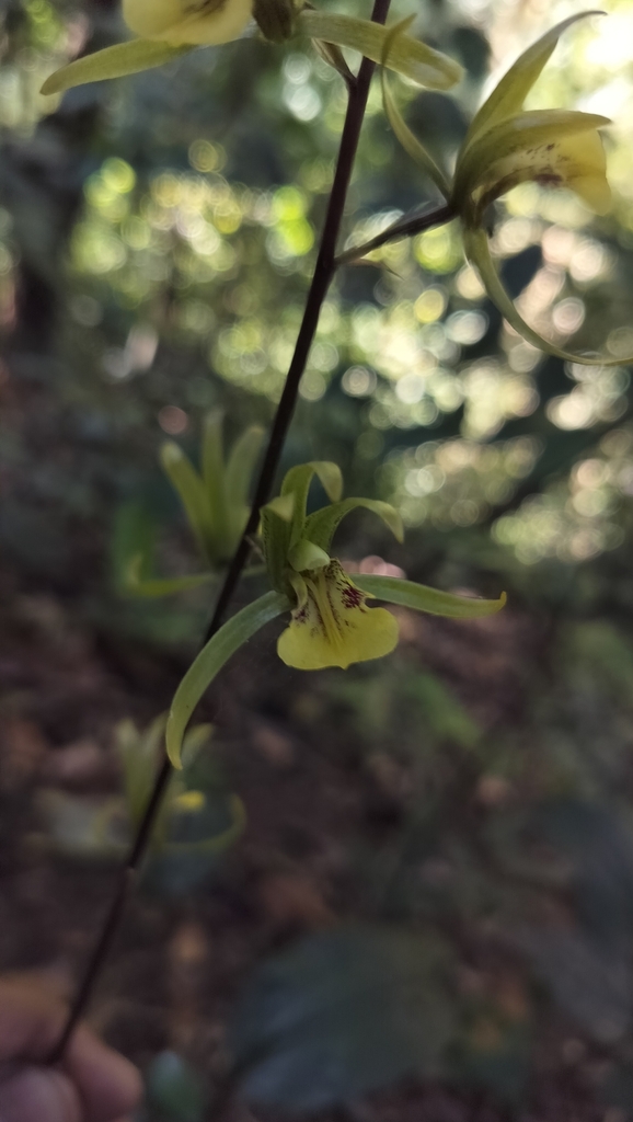 Tainia bicornis