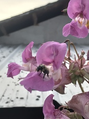 Bombus