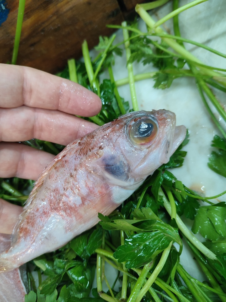 Blackbelly rosefish (Helicolenus dactylopterus) — Sebastidae