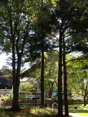 Pinus strobus
