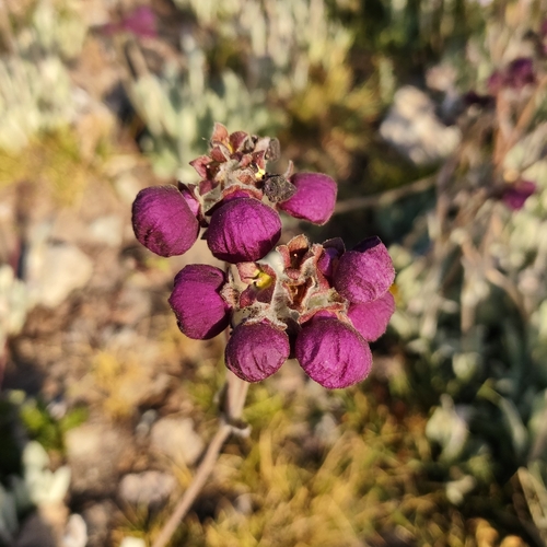 Calceolaria arachnoidea (Calceolaria arachnoidea)