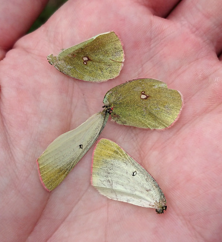 Scudder's Sulphur photo 4
