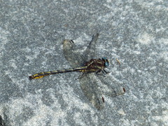 Phanogomphus exilis
