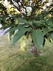 Carpinus japonica