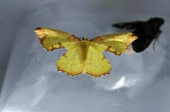 Corymica pryeri