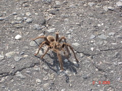 Grammostola