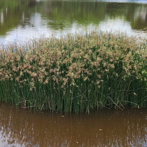 Cyperus articulatus iNat (2)