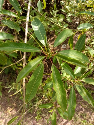 Foto de Leiteiro