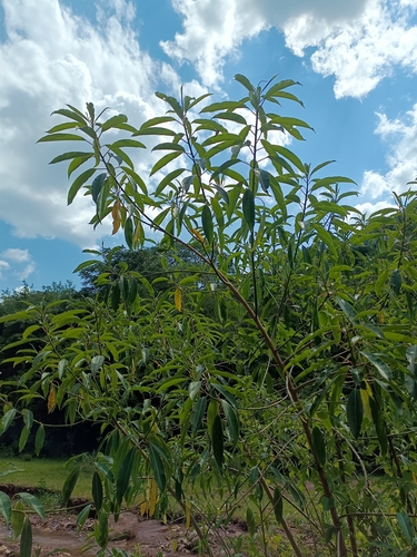 Foto de Leiteiro