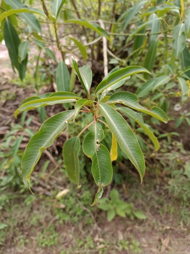 Foto de Leiteiro