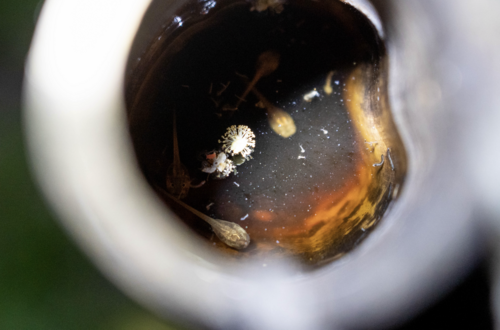Wang's Tree Frog, Kurixalus wangi
