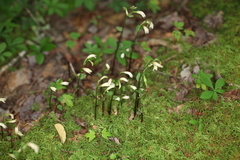 Triphora trianthophoros trianthophoros