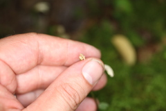 Triphora trianthophoros trianthophoros