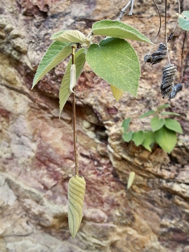 Helicteres baruensis, photograph 5