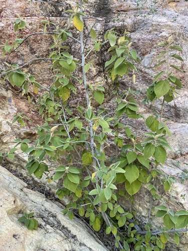 Helicteres baruensis, photograph 6