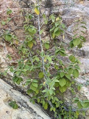 Helicteres baruensis, photograph (c) Sue Carnahan, some rights reserved (CC BY)