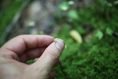 Triphora trianthophoros trianthophoros